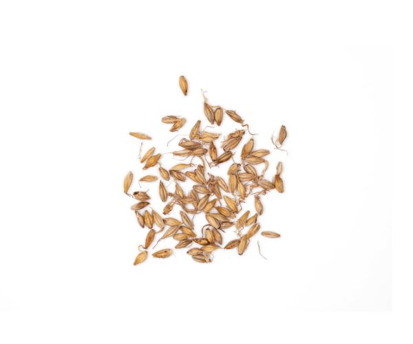 HORDEUM VULGARE MAI YA 15 GR WENATURE