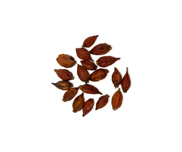 GARDENIA JASMINOIDES ZHI ZI 15 GR WENATURE