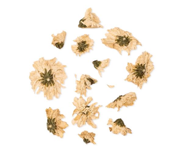 CHRYSANTHEMUN MORIFOLIUM JU 15 GR WENATURE