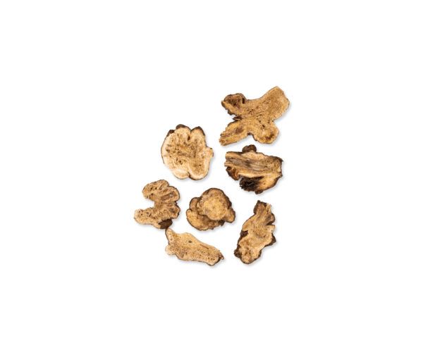 ATRACTYLODES MACROCEPHALA BA 15 GR WENATURE