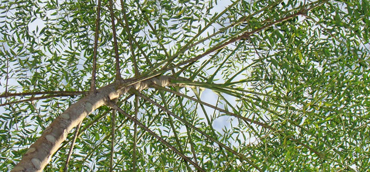 MORINGA CANARIA 150 CAPSULAS MF.