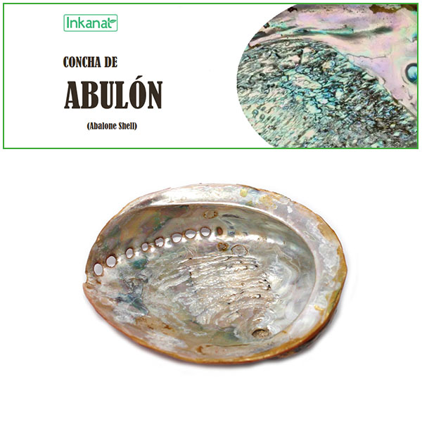 CONCHA DE ABULON BOLSA 1 UND