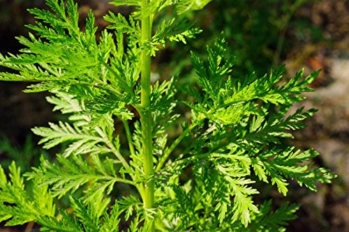 ARTEMISA ANNUA 100 GR INFUSION MF