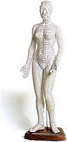 MODELO ANATOMICO DE MUJER PARA ACUPUNTURA 48 CM