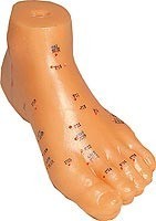 MODELO ANATOMICO DE PIE 15 CM
