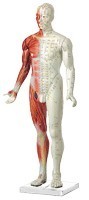 MODELO ANATOMICO HOMBRE 87 CM
