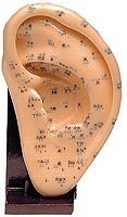 MODELO ANATOMICO OREJA SILICONA 22 CM