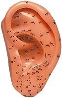 MODELO ANATOMICO OREJA 40 CM