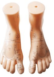 MODELO ANATOMICO PAREJA PIES D+I