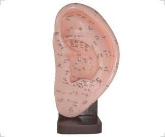 MODELO DE OREJA PARA ACUPUNTURA 23CM