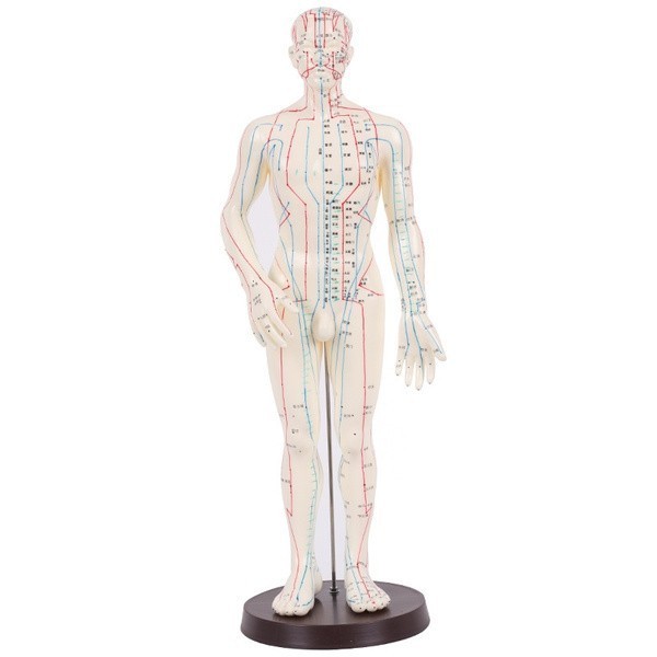 MODELO ANATOMICO ACUP. HOMBRE 51 CM