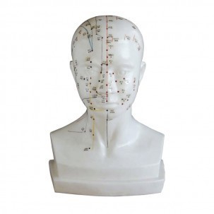 MODELO DE CABEZA PARA ACUPUNTURA