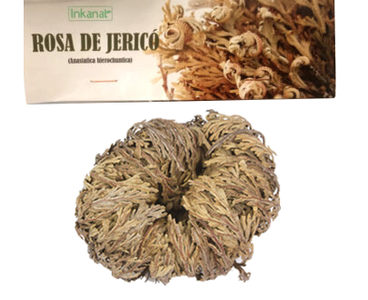 ROSA DE JERICO BOLSA 1 UND